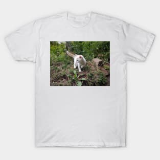 Little white cat in the garden T-Shirt